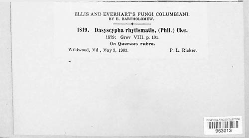 Lachnum rhytismatis image